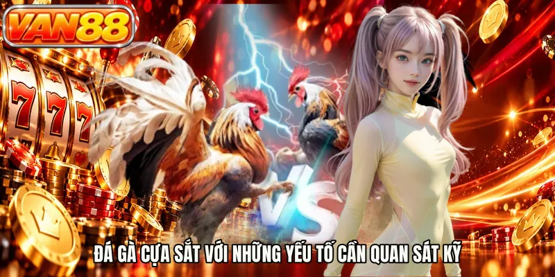 Đá gà cựa sắt với những yếu tố cần quan sát kỹ