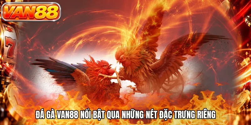 Đá gà VAN88 nổi bật qua những nét đặc trưng riêng