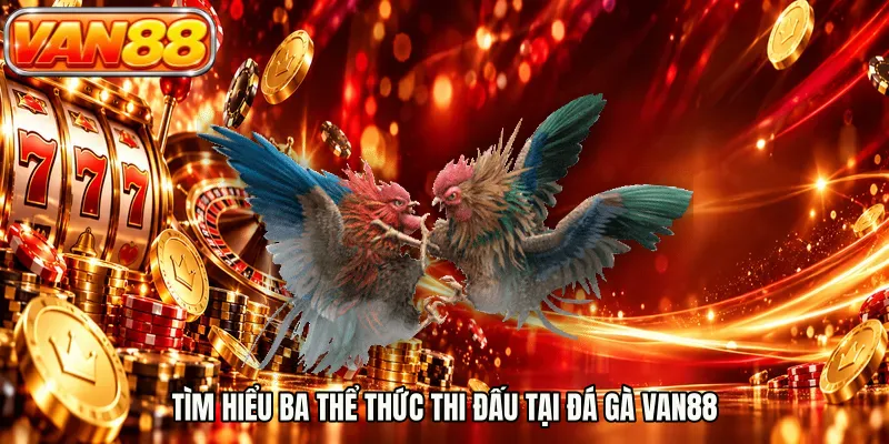 Tìm hiểu ba thể thức thi đấu tại đá gà VAN88
